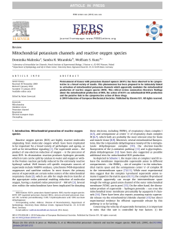 Mitochondrial potassium channels and reactive oxygen species