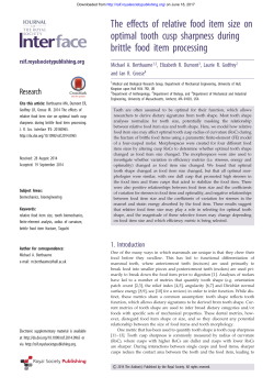 The effects of relative food item size on optimal tooth cusp
