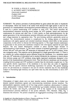 the electrochemical relaxation at thylakoid membranes