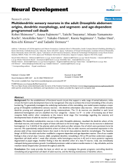 Multidendritic sensory neurons in the adultDrosophilaabdomen