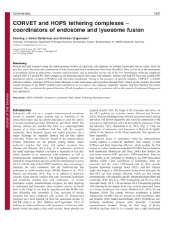 CORVET and HOPS tethering complexes &ndash; coordinators of