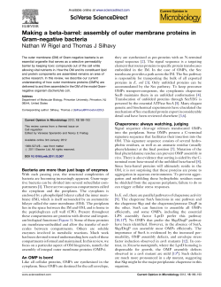 Making a beta-barrel: assembly of outer membrane proteins in Gram