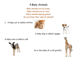 Baby Animals - St John`s School