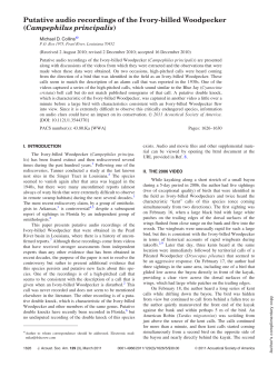 Putative audio recordings of the Ivory-billed