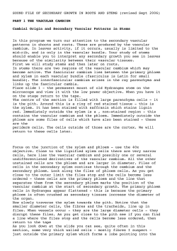 SOUND FILE OF SECONDARY GROWTH IN ROOTS AND STEMS