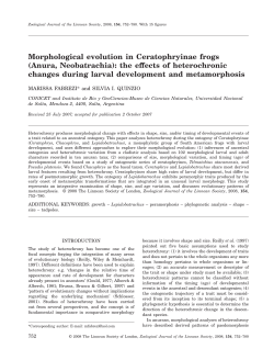 Morphological evolution in Ceratophryinae frogs