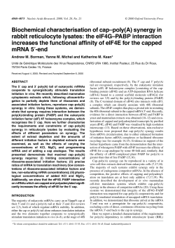 Biochemical characterisation of cap&ndash;poly (A) synergy in rabbit