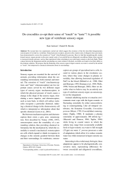 Do crocodiles co-opt their sense of "touch" to "taste"? A possible