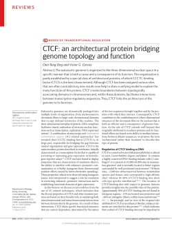 CTCF: an architectural protein bridging genome