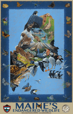 Maine`s Endangered Wildlife, 2016