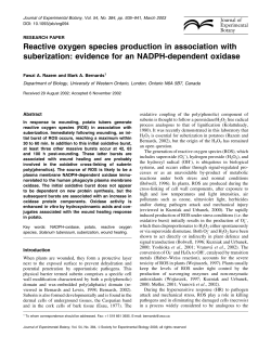 Reactive oxygen species production in association with suberization
