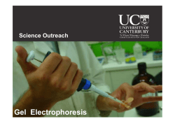 Gel Electrophoresis