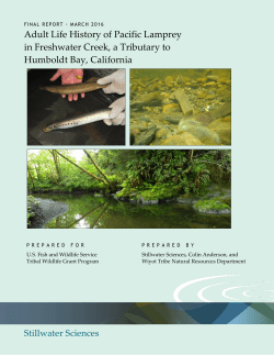 Adult Life History of Pacific Lamprey in Freshwater