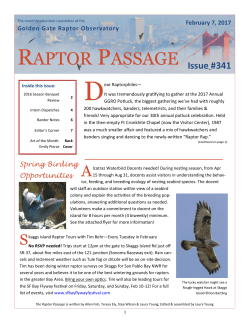 Raptor Passage 341 - Golden Gate Raptor Observatory