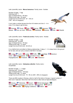 Latin (scientific) name - Morus bassanus. Family name