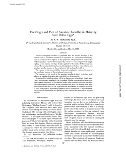 The Origin and Fate of Annulate Lamella&cent; in Maturing Sand Dollar
