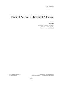 Physical Actions in Biological Adhesion