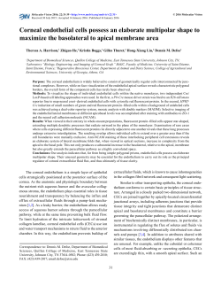 Corneal endothelial cells possess an elaborate multipolar shape to