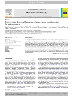 The free-living flatworm Macrostomum lignano - Description