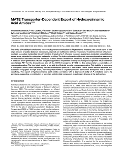 MATE Transporter-Dependent Export of