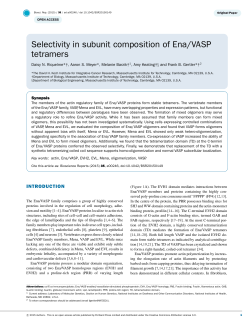 Selectivity in subunit composition of Ena/VASP tetramers
