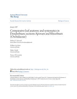 Comparative leaf anatomy and systematics in Dendrobium, sections