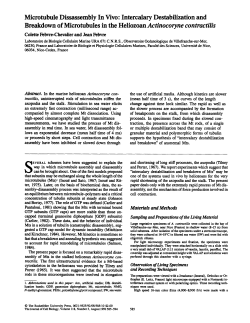 Microtubule Dissassembly In Vivo: Intercalary