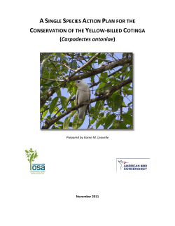 A Single Species Action Plan for the Conservation of the