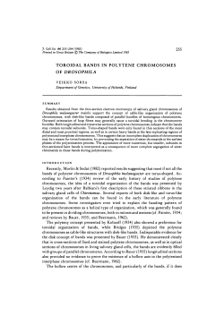 toroidal bands in polytene chromosomes of drosophila