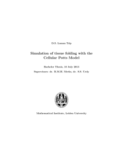 Simulation of tissue folding with the Cellular Potts Model