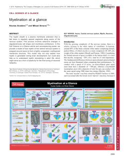 Myelination at a glance - Journal of Cell Science