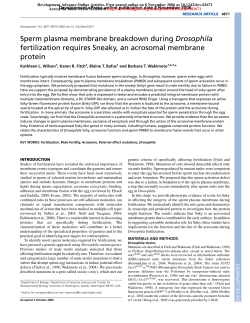 Sperm plasma membrane breakdown during Drosophila fertilization