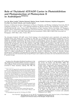 Role of Thylakoid ATP/ADP Carrier in