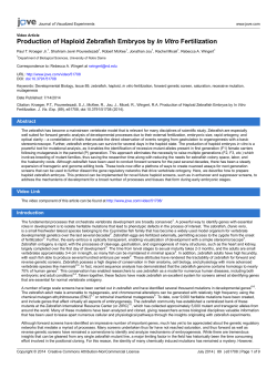 Production of Haploid Zebrafish Embryos by In Vitro
