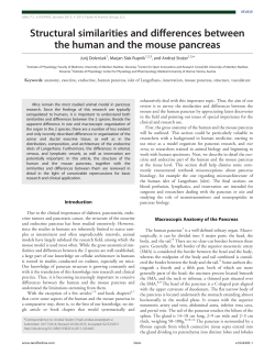 Structural similarities and differences between the human and the
