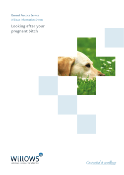Looking after your pregnant bitch - Willows Referral