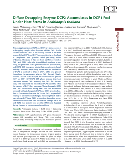 Diffuse Decapping Enzyme DCP2 Accumulates