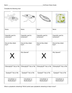 Chlorophyll? Yes or No Chlorophyll? Yes or No Chlorophyll? Yes or