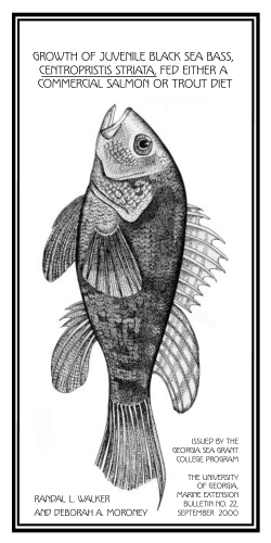 Growth of juvenile black sea bass, Centropristis striata