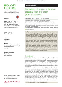First evidence of neurons in the male copulatory organ of a spider