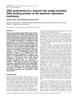 DNA polymerase III c subunit ties single-stranded