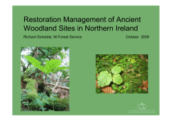 Richard Schaible, Forest - Woodland Restoration in Ireland