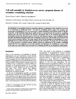 Cell wall assembly in Staphylococcus aureus