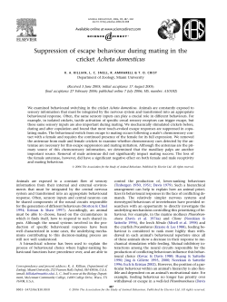 Suppression of escape behaviour during mating in the cricket