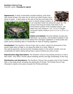 Chorus Frog description