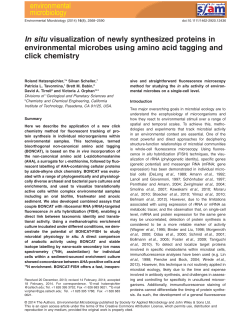In situ visualization of newly synthesized proteins in environmental