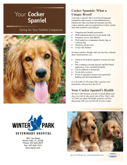 Cocker Spaniel - Winter Park Veterinary Hospital