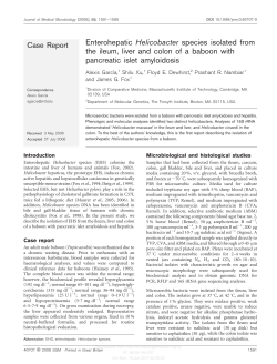 Enterohepatic Helicobacter species isolated from the ileum, liver