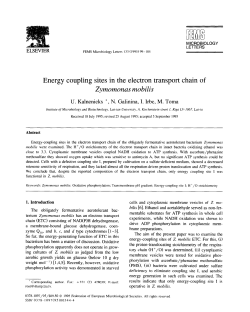 Energy coupling sites in the electron transport chain of Zymomonas