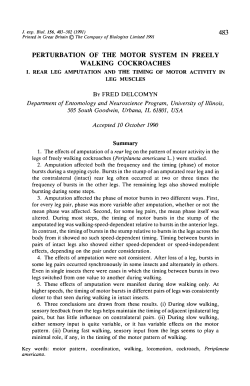 perturbation of the motor system in freely walking